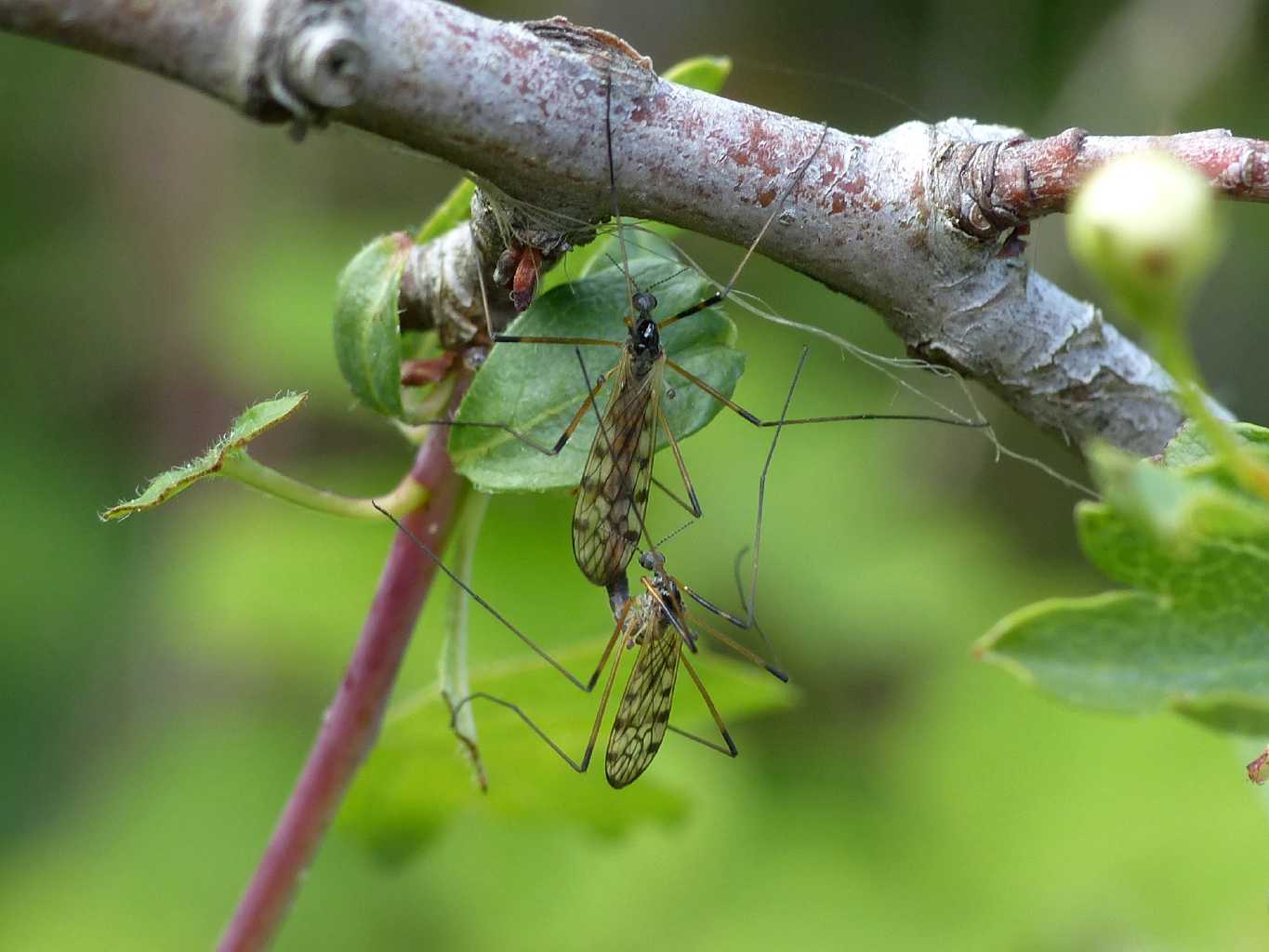 Tipulidae? No. Limoniidae in accoppiamento